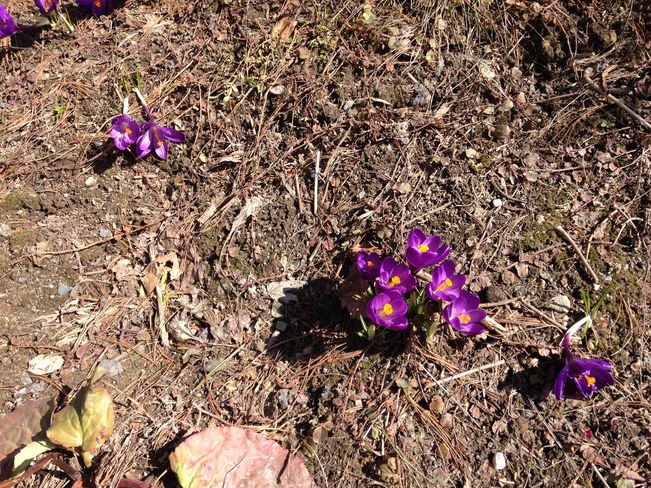 Spring Flowers Sudbury, Ontario Canada