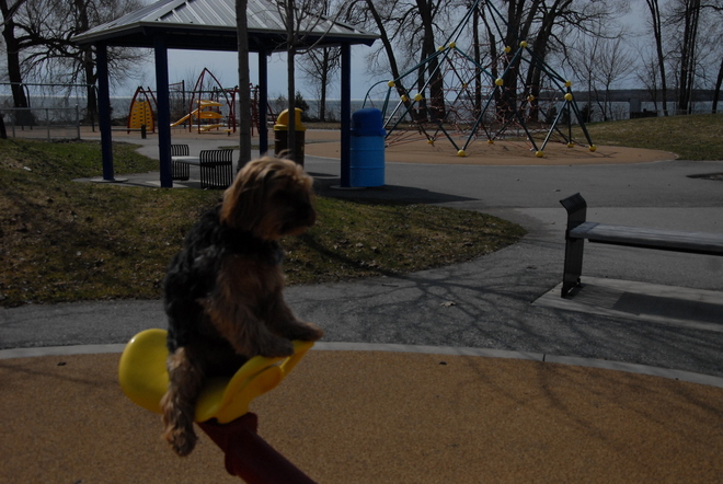 our dog Dex in playground Orillia, Ontario Canada