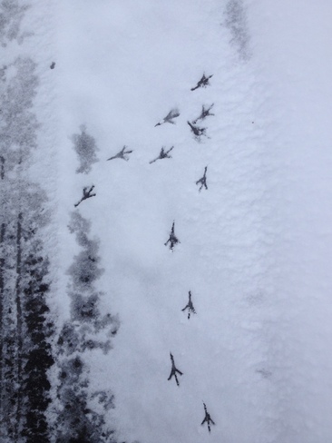 Bird tracks in the April snow Moncton, New Brunswick Canada