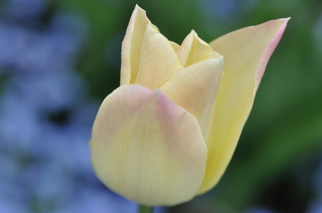 tulip Victoria, British Columbia Canada