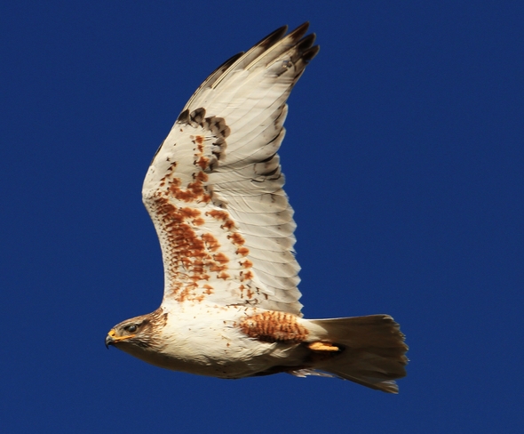 hawk in flight Brooks, Alberta Canada