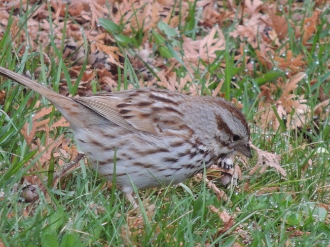 Sparrow Newmarket, Ontario Canada