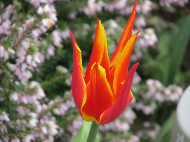 tulip Surrey, British Columbia Canada