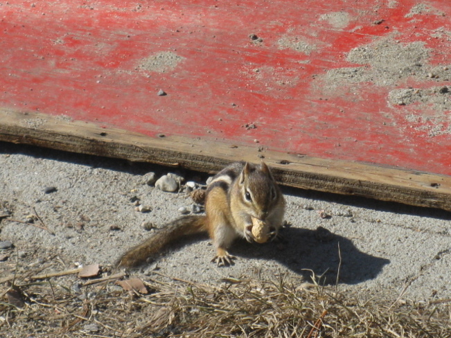 feeding on peanuts Chapleau, Ontario Canada