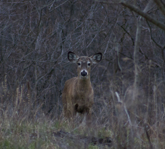 Oh Deer! Leamington, Ontario Canada