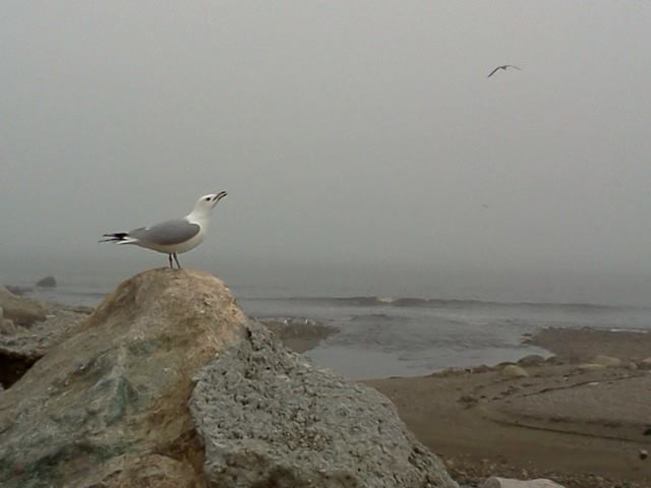 Fog & Mist with Gulls, Grey & tan composition Conception Bay South, Newfoundland and Labrador Canada