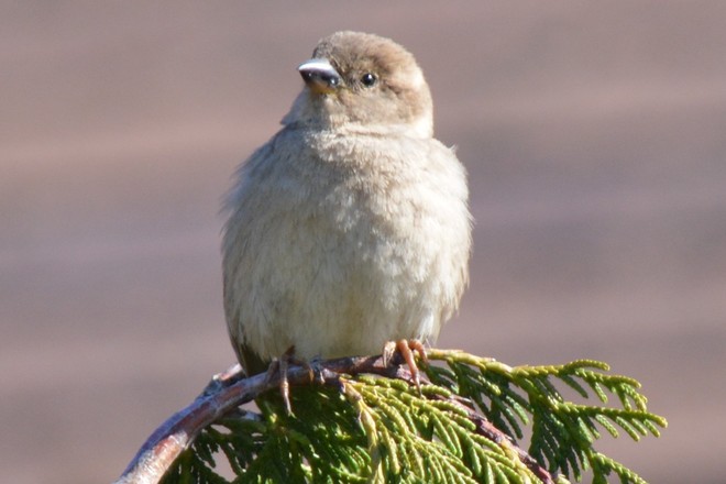 Little Sparrow! St. Catharines, Ontario Canada