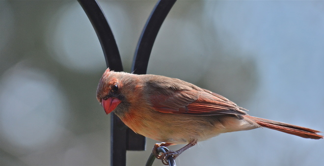 Female Cardinal Oakville, Ontario Canada
