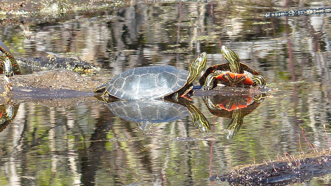turtle talk Grand Forks, British Columbia Canada