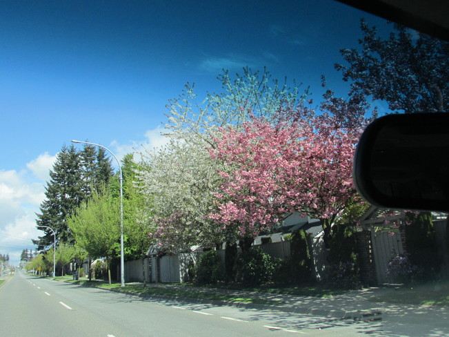 blossoms Surrey, British Columbia Canada