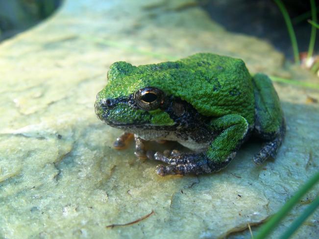 tree frog Kenora, Ontario Canada