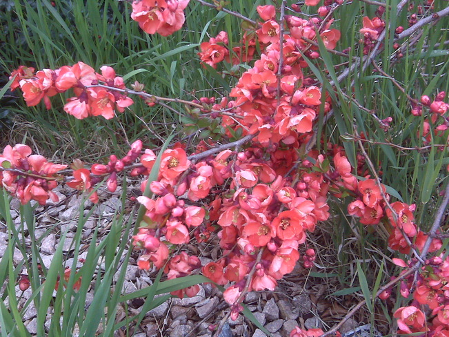 Flowering Quince Penticton, British Columbia Canada