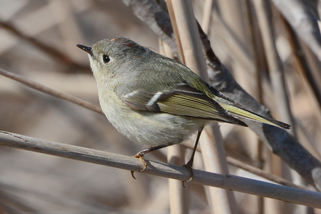 Ruby-Crowned Kinglet Sauble Beach, Ontario Canada