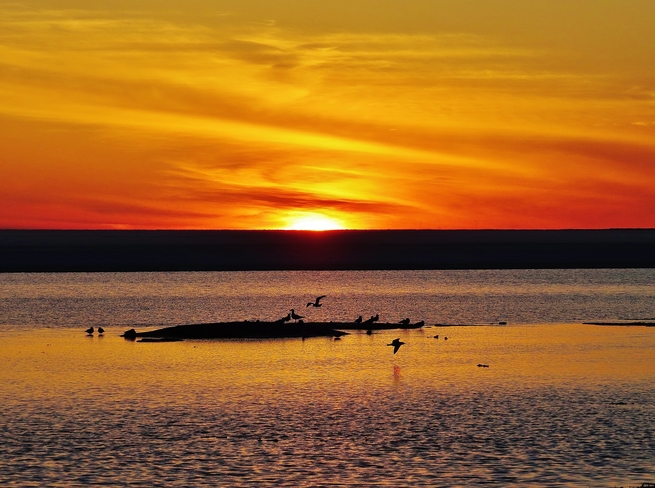 Ring-billed Gulls getting restless. North Bay, Ontario Canada