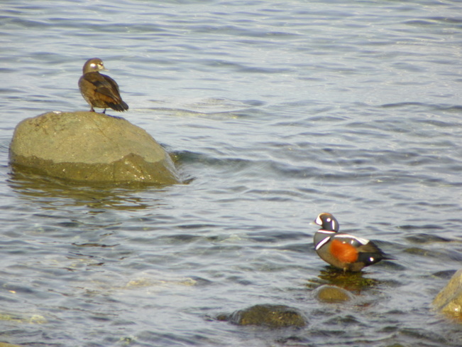 May I share your rock? Campbell River, British Columbia Canada