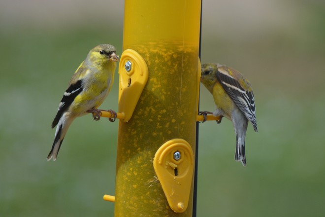 American Goldfinches! St. Catharines, Ontario Canada