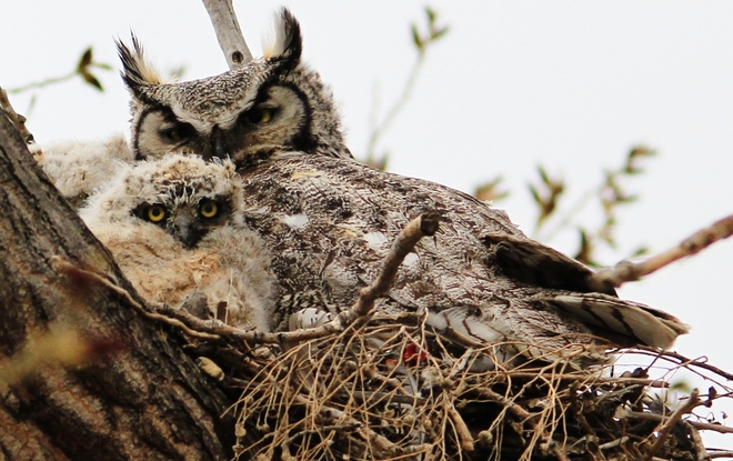 momma with her owlet Brooks, Alberta Canada