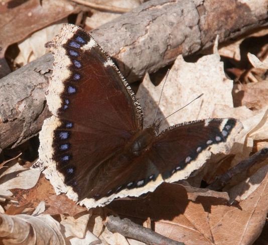 Mourning cloak spreading its wings Toronto, Ontario Canada