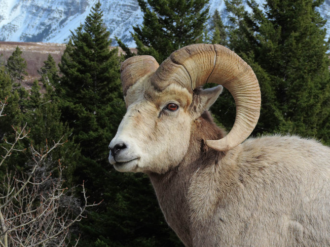 Rocky Mountain Bighorn Sheep Lethbridge, Alberta Canada