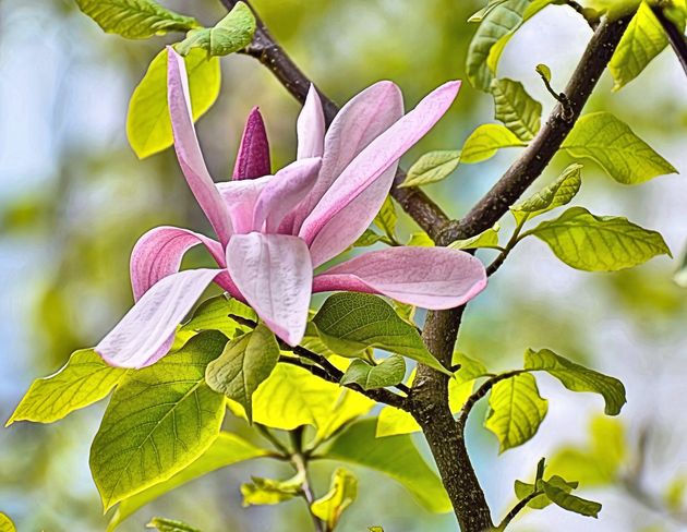 Magnolia Bloom Vancouver, British Columbia Canada