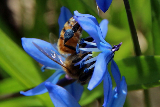 Busy Bee with Blue Knees Greater Napanee, Ontario Canada