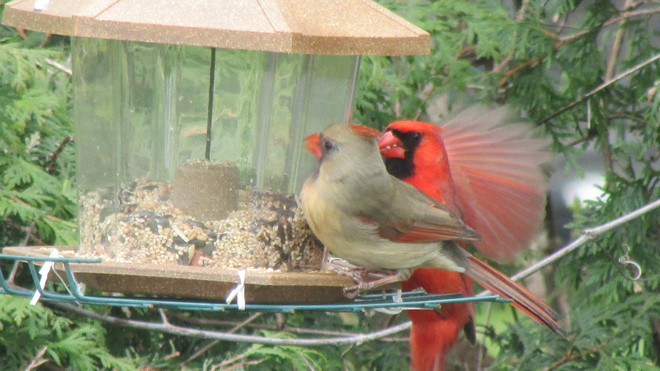 Cardinals Feeding London, Ontario Canada