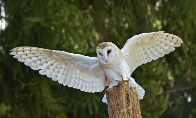 Barn Owl Kitchener, Ontario Canada