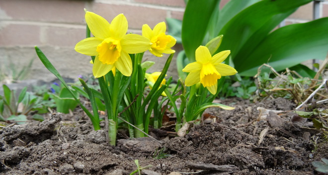 Dwarf Daffodils Kingston, Ontario Canada