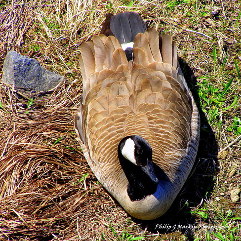 Mother Goose Nelson, British Columbia Canada