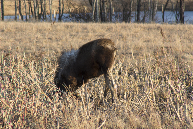shy moose Weyburn, Saskatchewan Canada