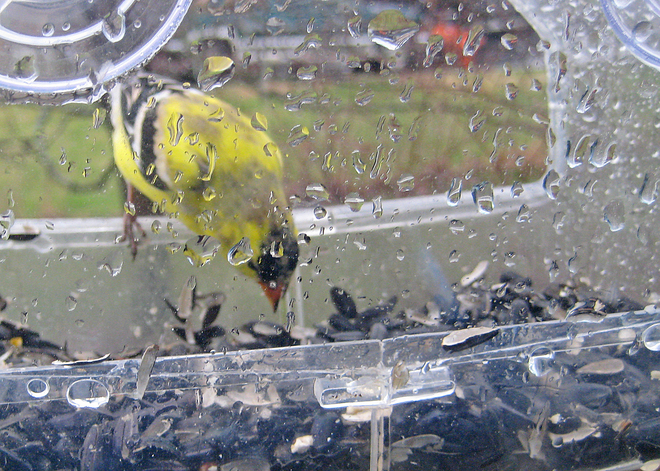 Wet Goldfinch in Feeder Kingston, Ontario Canada