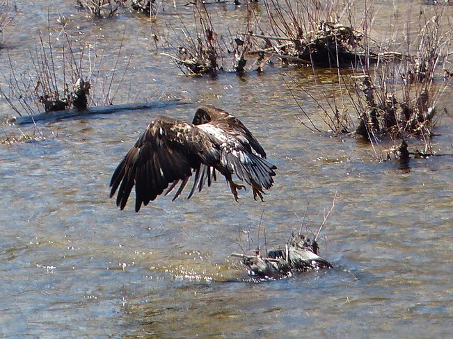 immature bald eagle Grand Forks, British Columbia Canada
