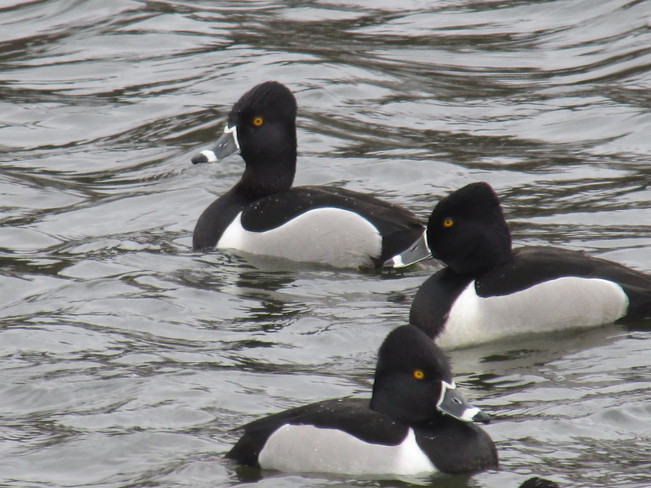Ring Necked Ducks riding the waves 
