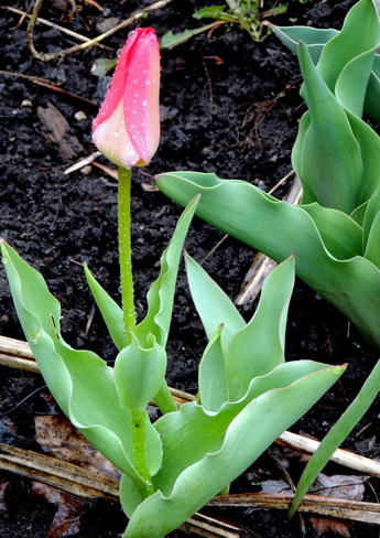 My 1st. Tulip !!! Cornwall, Ontario Canada