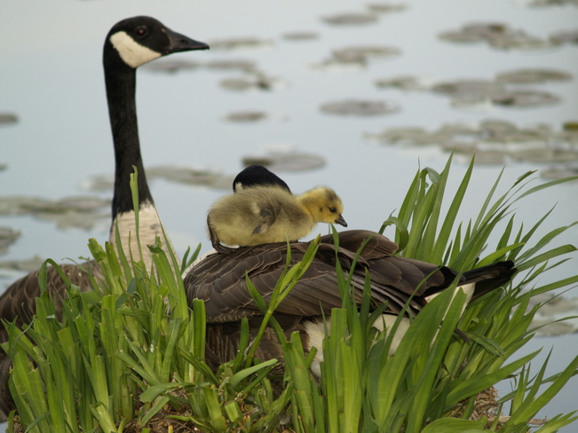 Mother goose & gosling Chilliwack, British Columbia Canada