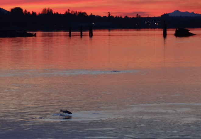 Jumping fish at sunset Royston, British Columbia Canada