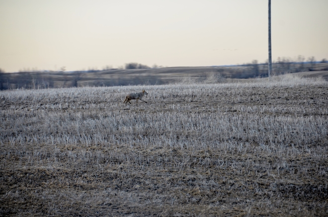 Coyote, the Road runner Saskatoon, Saskatchewan Canada