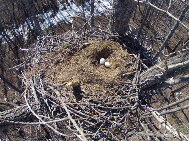 Bald Eagle Eggs in Nest Edson, Alberta Canada