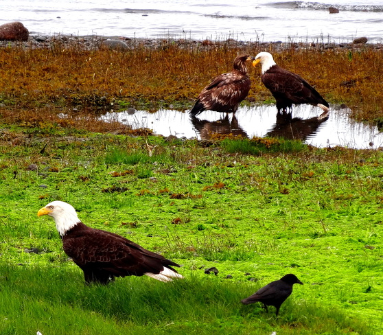 Just a few eagles Royston, British Columbia Canada