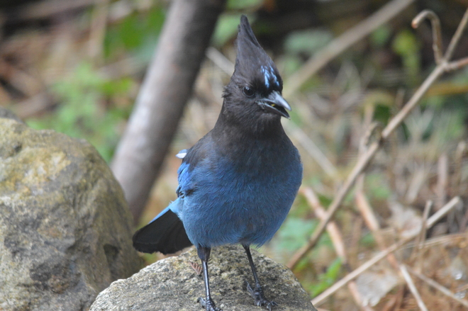 Steller's Jay North Vancouver, British Columbia Canada
