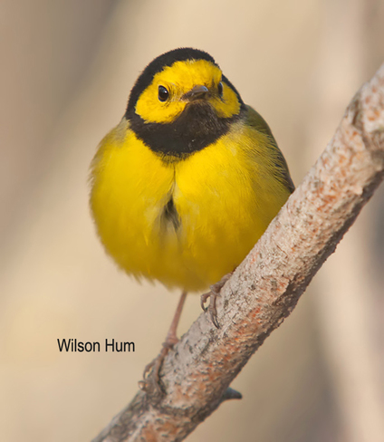 Male Hooded Warbler at Terry Carisse park in Ottawa Ottawa, Ontario Canada