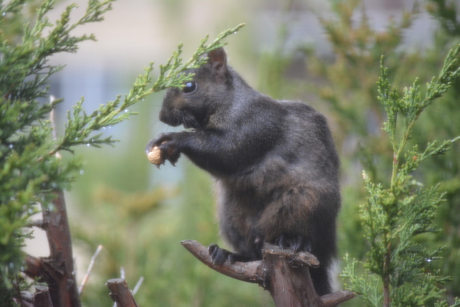 Black Squirrel! St. Catharines, Ontario Canada