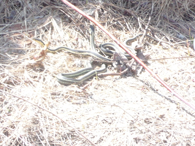 garter snakes after awaking Maberly, Ontario Canada