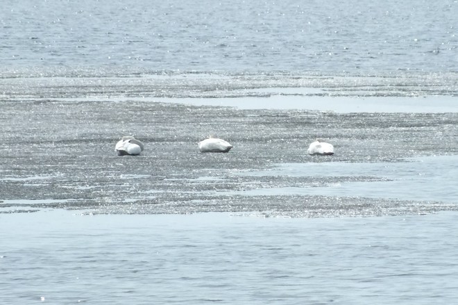 Pelicans sleeping on floating ice. Wabasca-Desmarais, Alberta Canada