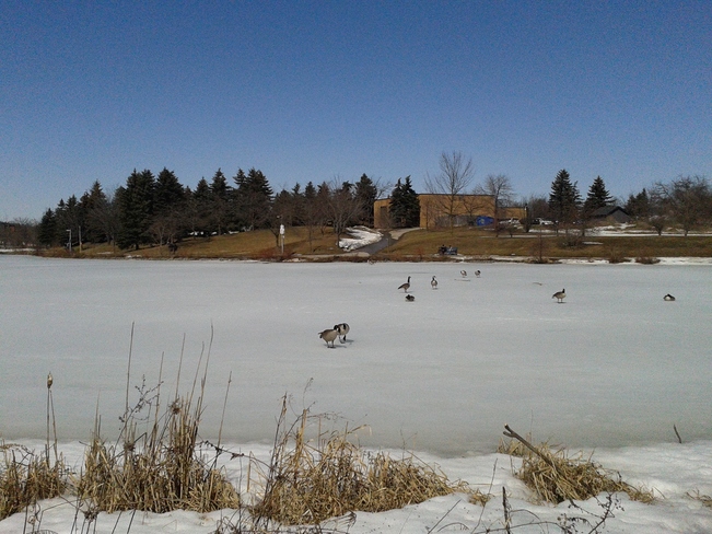 Geese on Frozen Lake Brampton, Ontario Canada