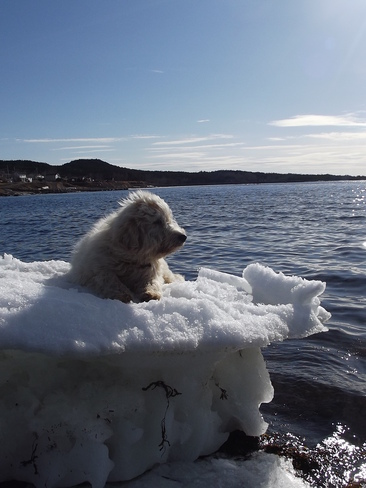 Polar Dog Birchy Bay, Newfoundland and Labrador Canada