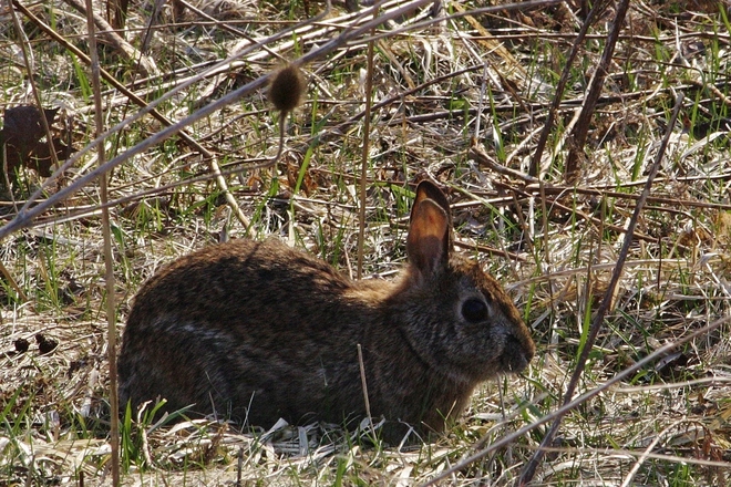 What Do You Call 3 Rabbits n a Row Scarborough, Ontario Canada