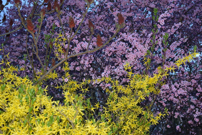 Spring blooms in the Okanagan Vernon, British Columbia Canada