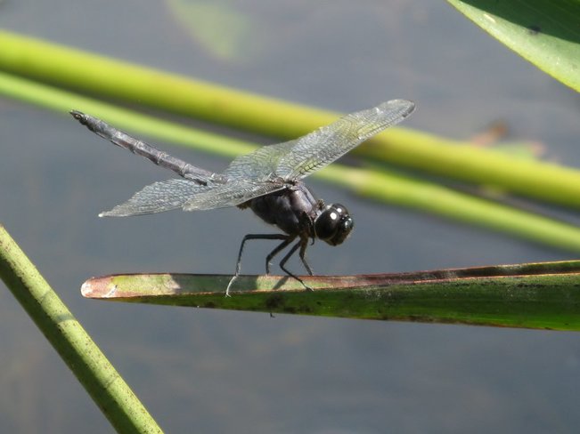 Dragonfly Resting MacTier, Ontario Canada