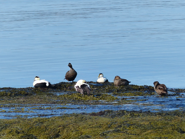 Eider ducks Sandy Point, Nova Scotia Canada